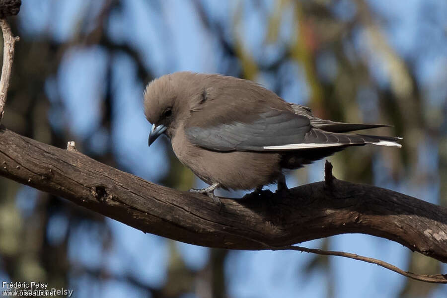 Dusky Woodswallowadult, identification