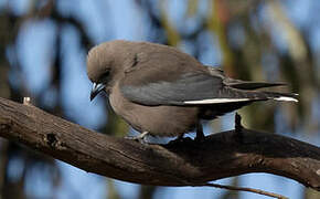 Dusky Woodswallow