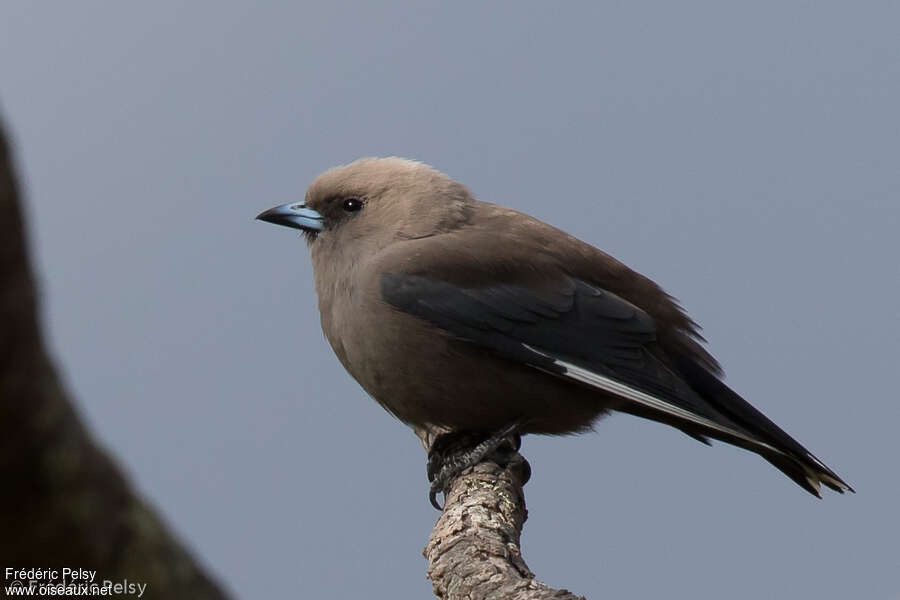 Dusky Woodswallowadult, identification