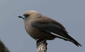 Dusky Woodswallow