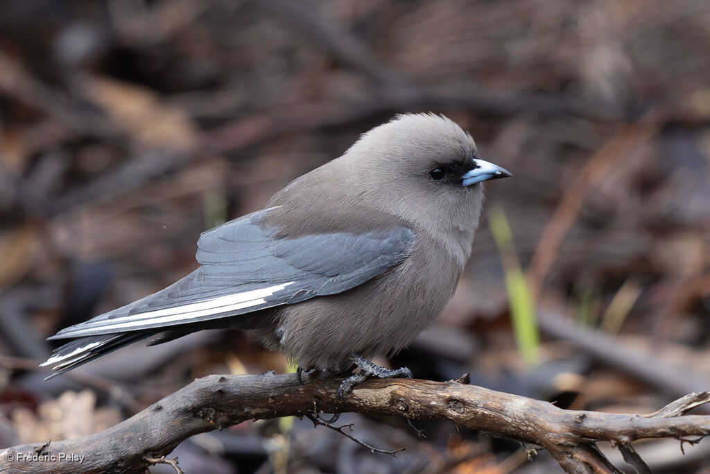 Langrayen sordideadulte