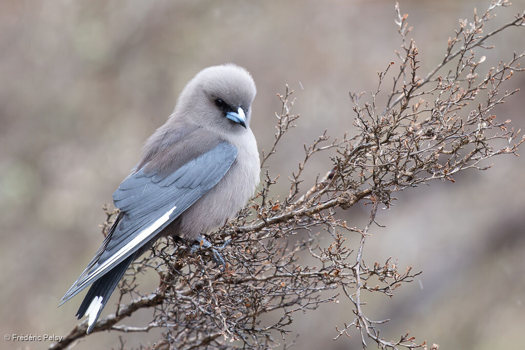 Langrayen sordideadulte