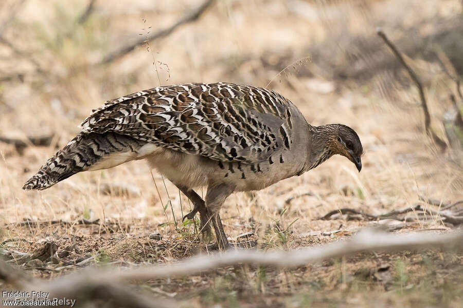 Malleefowl