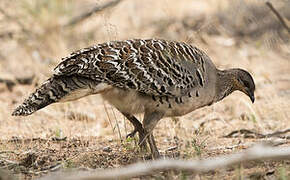 Malleefowl