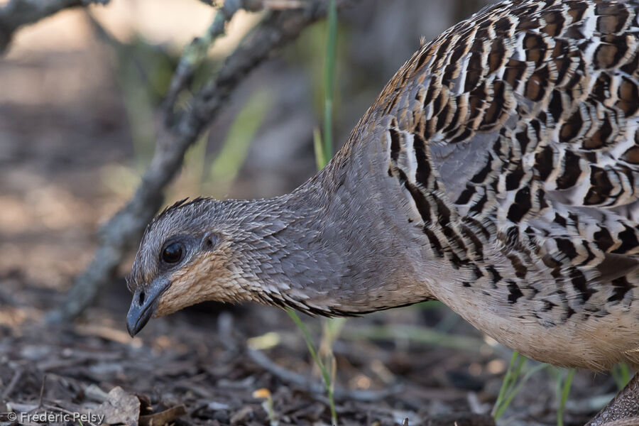 Malleefowl