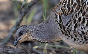 Malleefowl