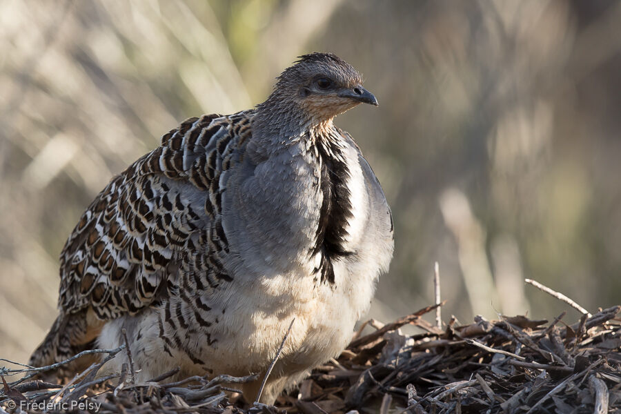 Malleefowl, Reproduction-nesting