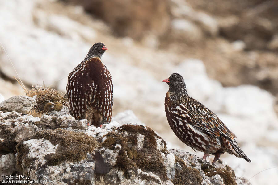 Snow Partridgeadult