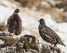 Snow Partridge