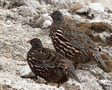 Snow Partridge