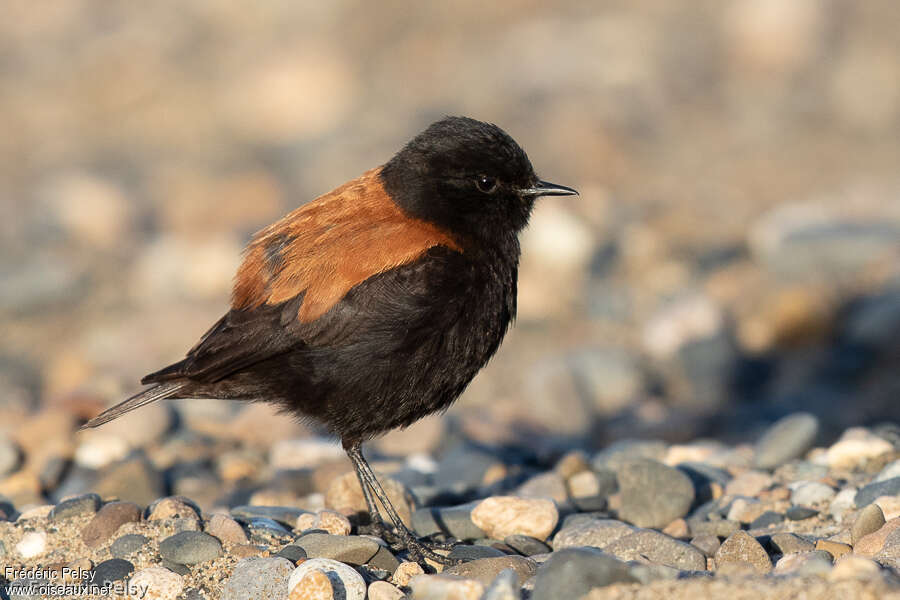 Austral Negrito male adult, identification