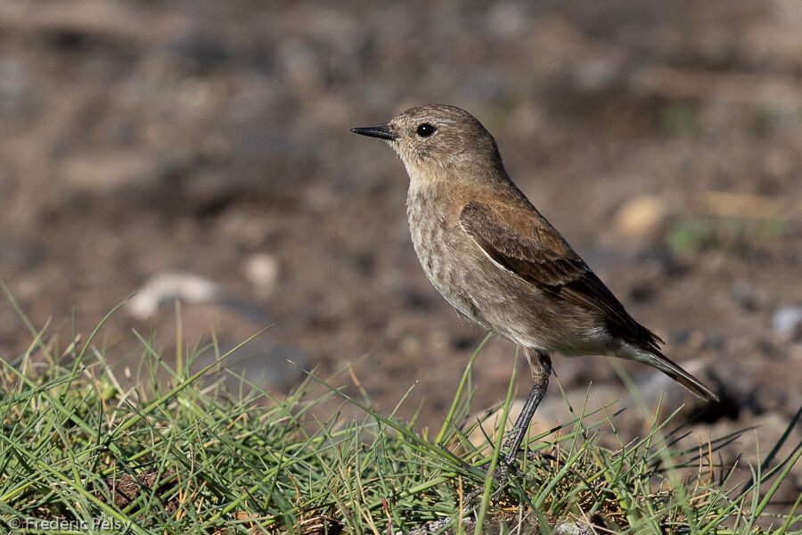 Austral Negrito female