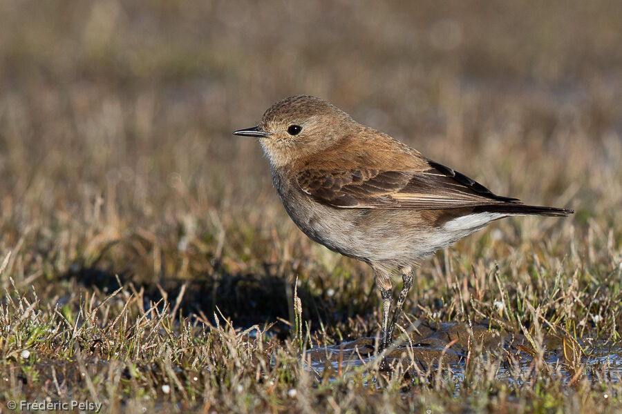 Austral Negrito female