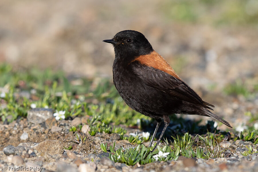 Austral Negrito male