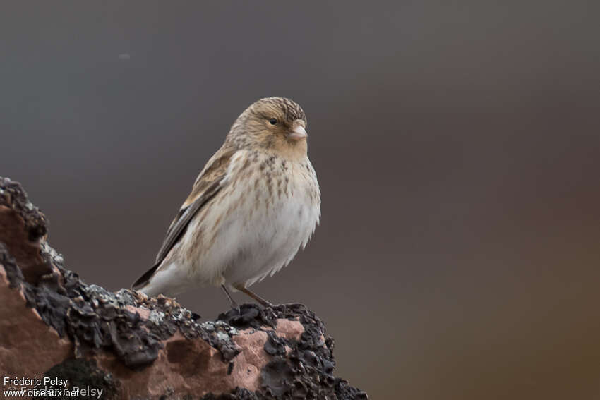 Twiteadult, close-up portrait, pigmentation