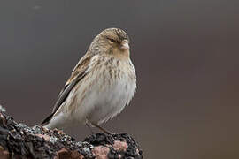 Twite