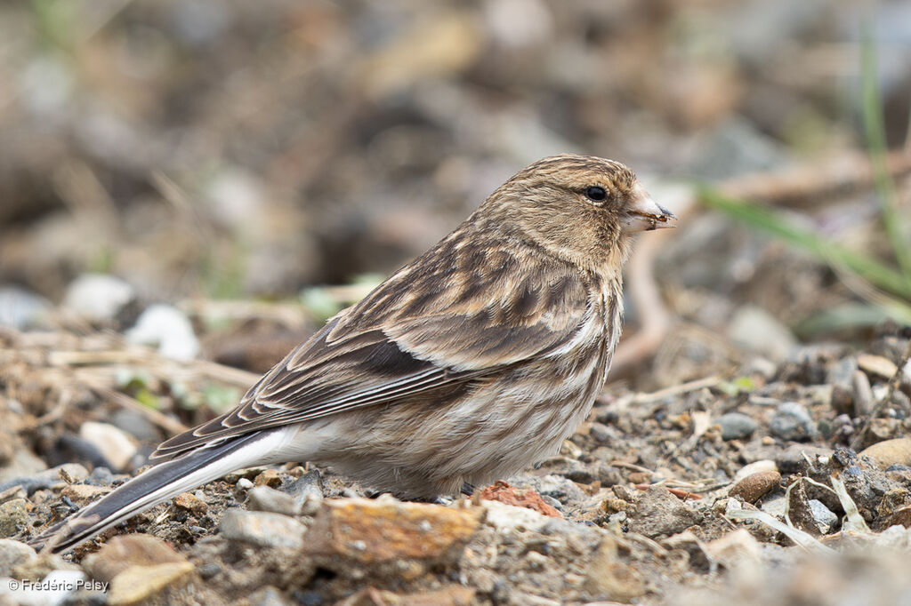 Linotte à bec jaune
