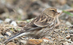 Linotte à bec jaune