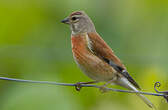 Linotte mélodieuse