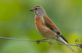 Common Linnet