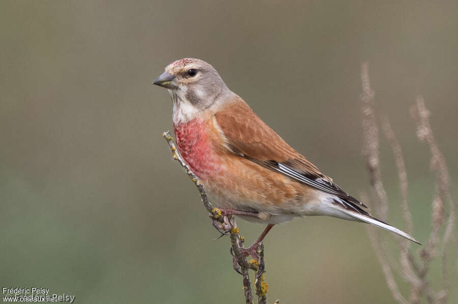 Common Linnet male adult breeding, identification