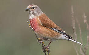 Linotte mélodieuse