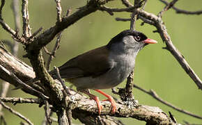 Bush Blackcap