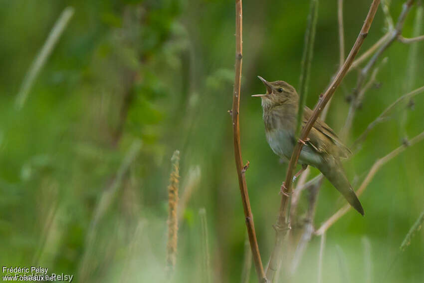 River Warbler male adult breeding, habitat, song