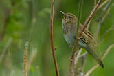 Locustelle fluviatile