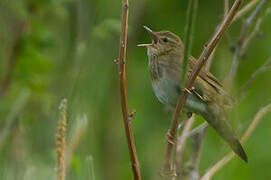 River Warbler