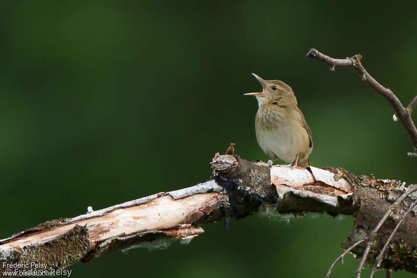 River Warbler male adult, close-up portrait, pigmentation, song