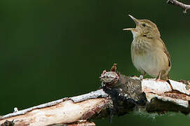 River Warbler