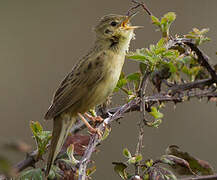 Common Grasshopper Warbler