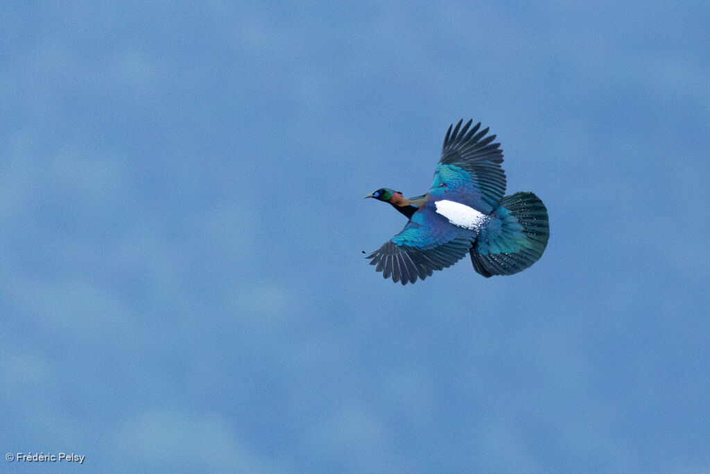 Lophophore de Lhuys, Vol