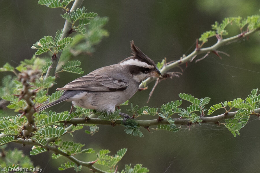 Black-crested Finch female