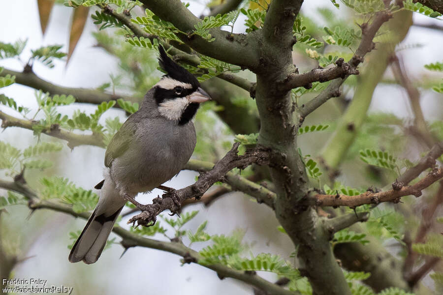 Black-crested Finch male adult, identification