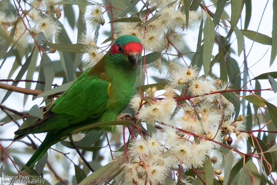 Musk Lorikeetadult, identification