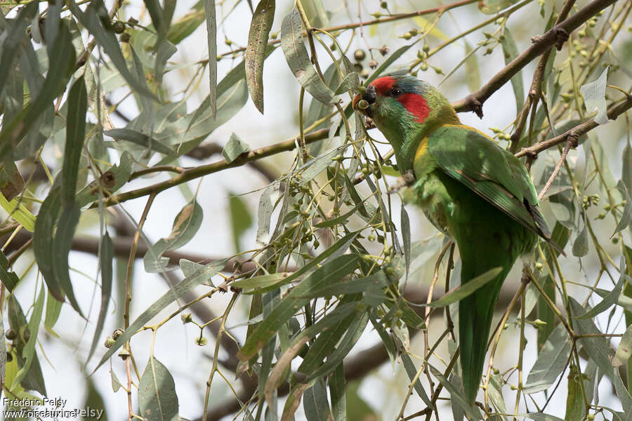 Musk Lorikeetadult, eats