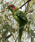 Musk Lorikeet