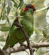 Musk Lorikeet