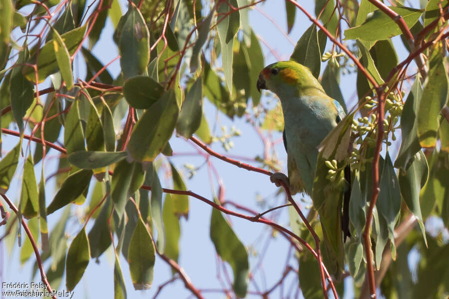 Purple-crowned Lorikeetadult