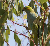 Purple-crowned Lorikeet