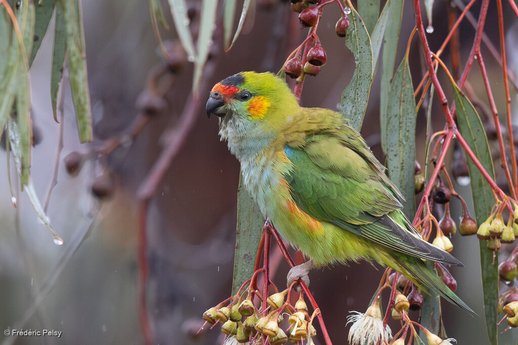 Purple-crowned Lorikeetadult