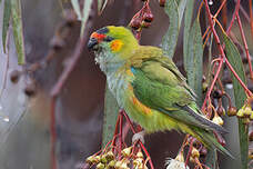 Lori à couronne pourpre