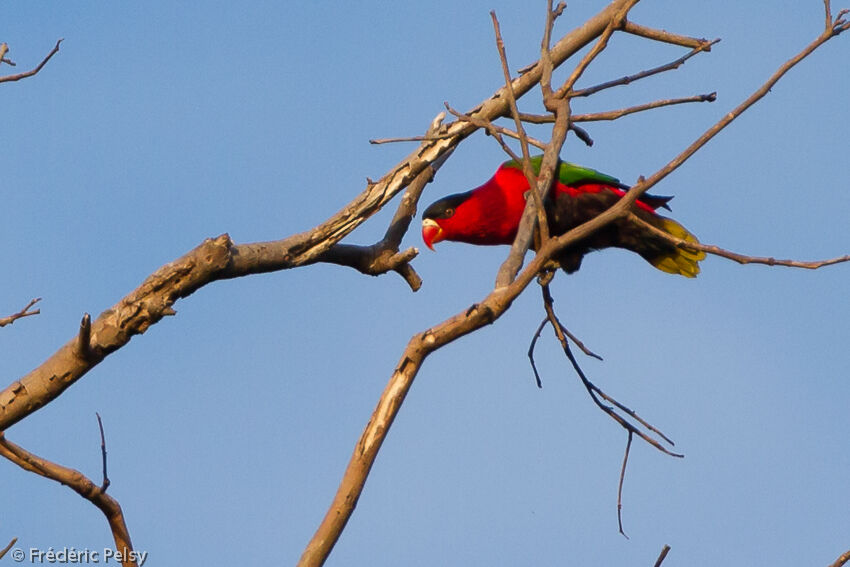 Purple-bellied Loryadult