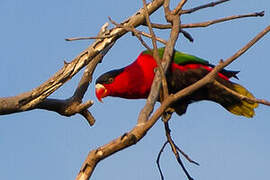 Purple-bellied Lory