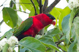 Purple-bellied Lory