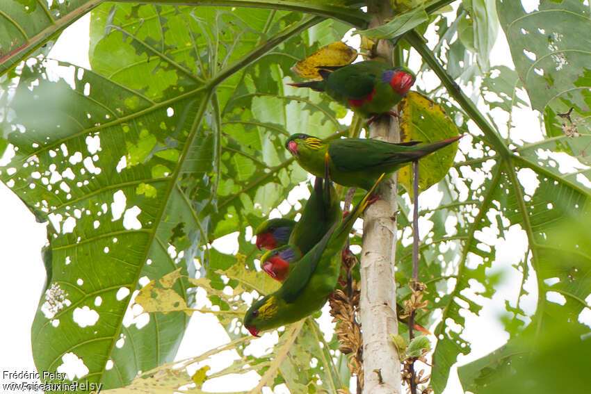 Lori coquetadulte nuptial, habitat, pigmentation