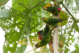 Red-flanked Lorikeet