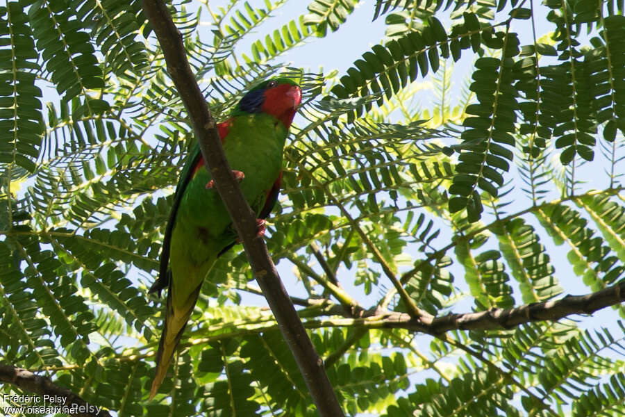 Red-flanked Lorikeet male adult, habitat